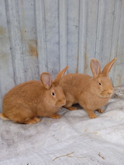 Кролі Бургундські