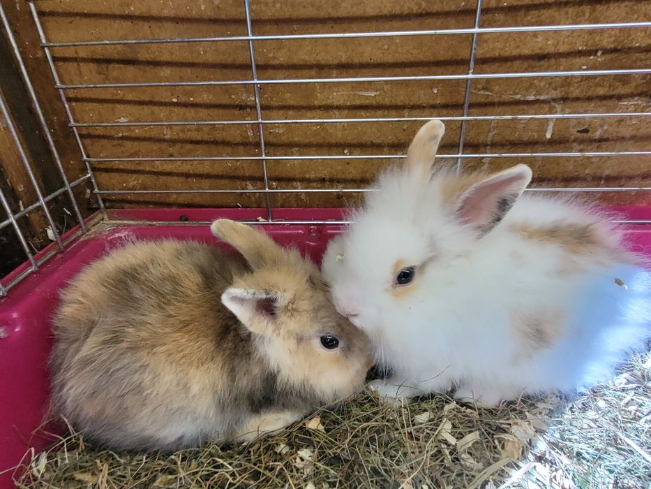 Króliki miniaturki, króliki lewki 8 tygodni