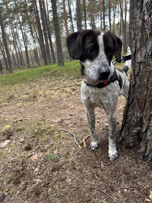 Psiak pełen miłości czeka na adopcję