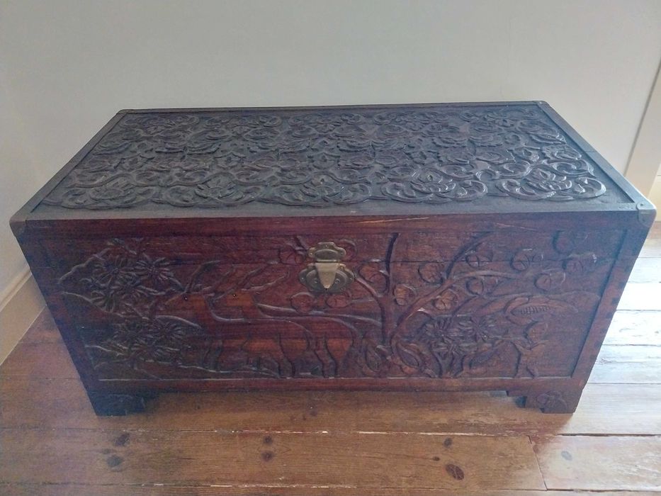 Arca Madeira exótica africana