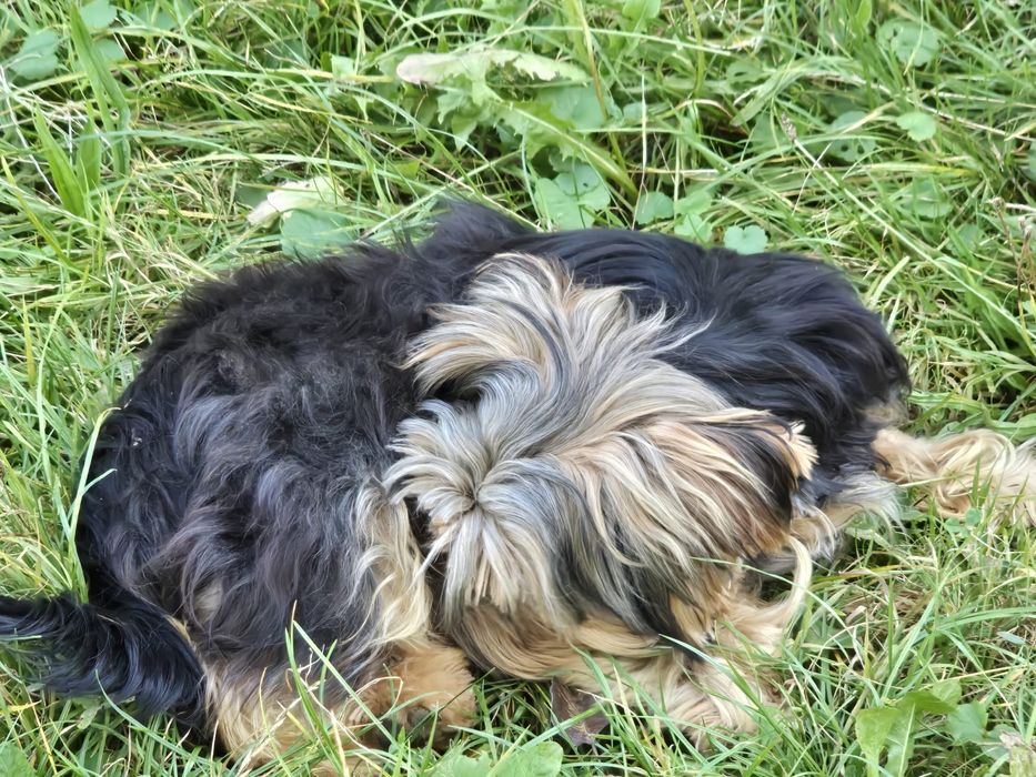 Piesek 9 miesiący Yorkshire terrier