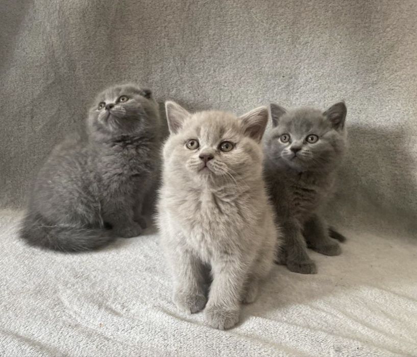 Чистокровні шотландські висловухі кошенята Scottish Fold