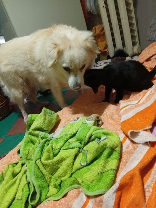 Кошеня в добрі руки