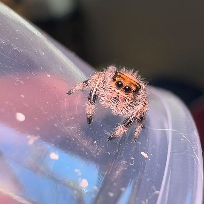 Kit Phidippus regius