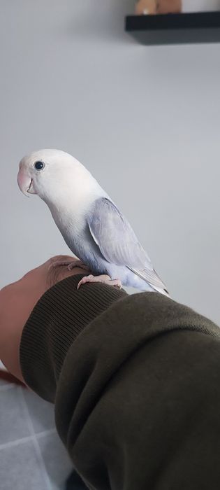 Agarponis criado á mão