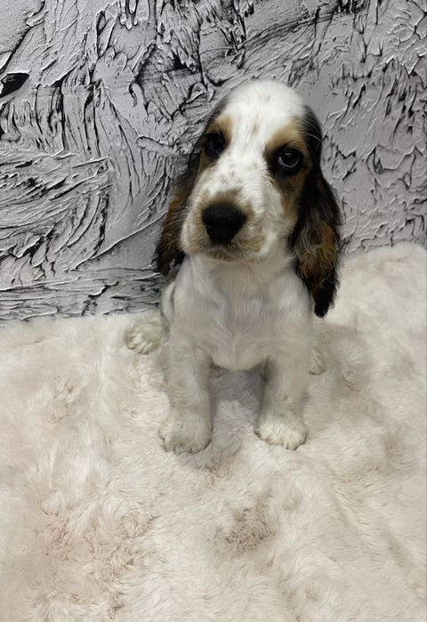 Piesek Cocker Spaniel Angielski bialo-sobolowe