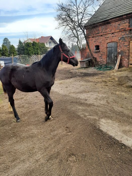 sprzedam dwa źrebaki ogierki pół bracia