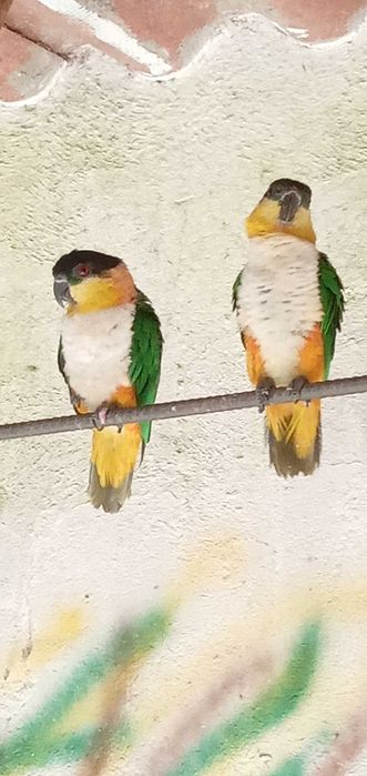 Papagaios criados á mão