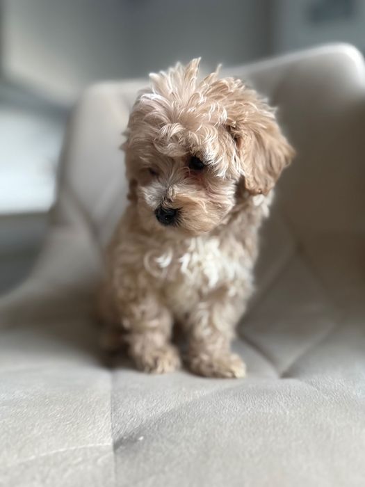 Maltipoo chłopczyk- do odbioru