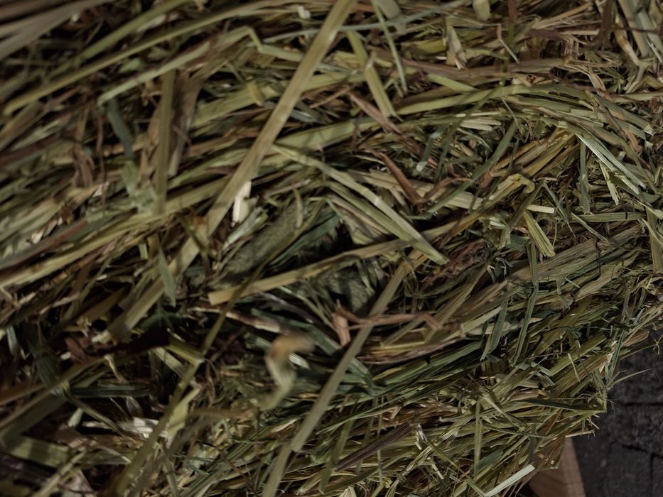 Bardzo grube I długie sianko z tymotką 6 kg