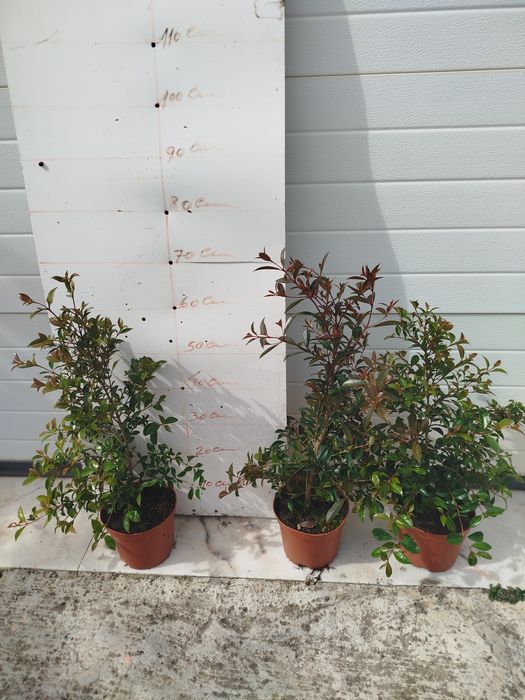 Plantas eugeneas para sebes ou ornamentação