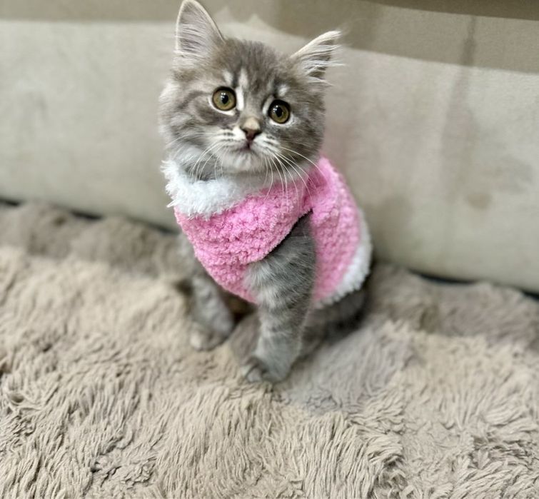 Одежда для кошек, котят, собак,сфинксов,кота, одяг для тварин на заказ