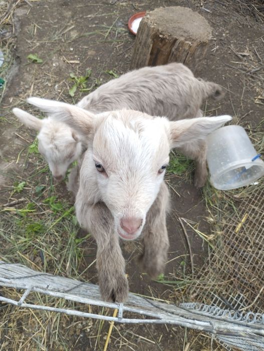 Продам маленьких козликів