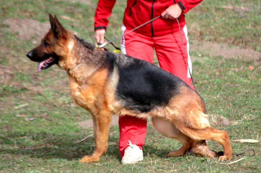 Предлагаю кобеля немецкой овчарки для вязок V Zohan vom Haus Tchorz