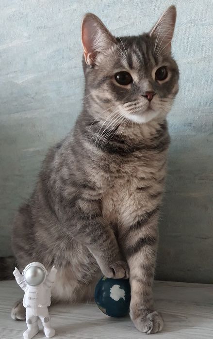 Вязка кот Левобережный-3 ТРЦ Караван