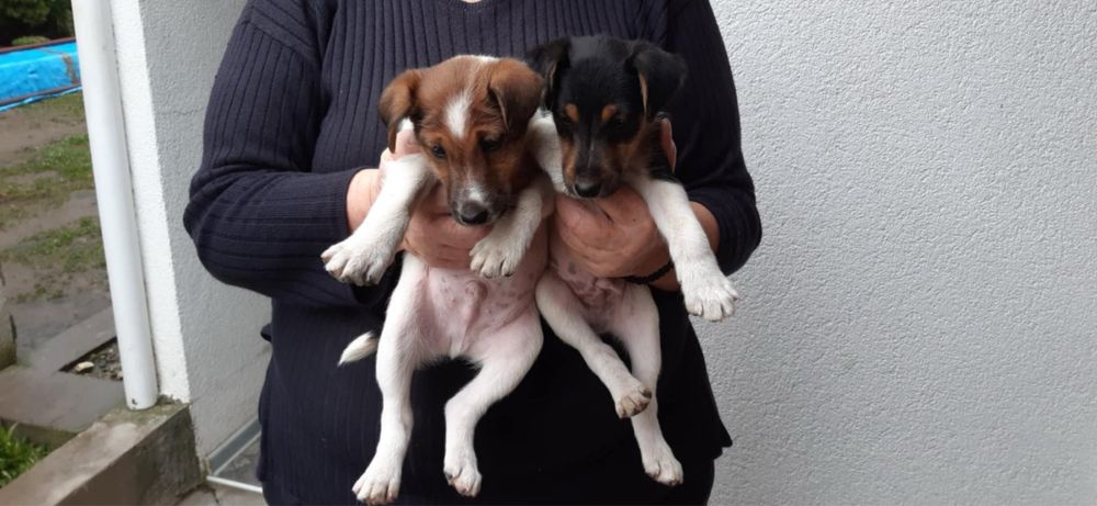 Фокстерєри цуценяти