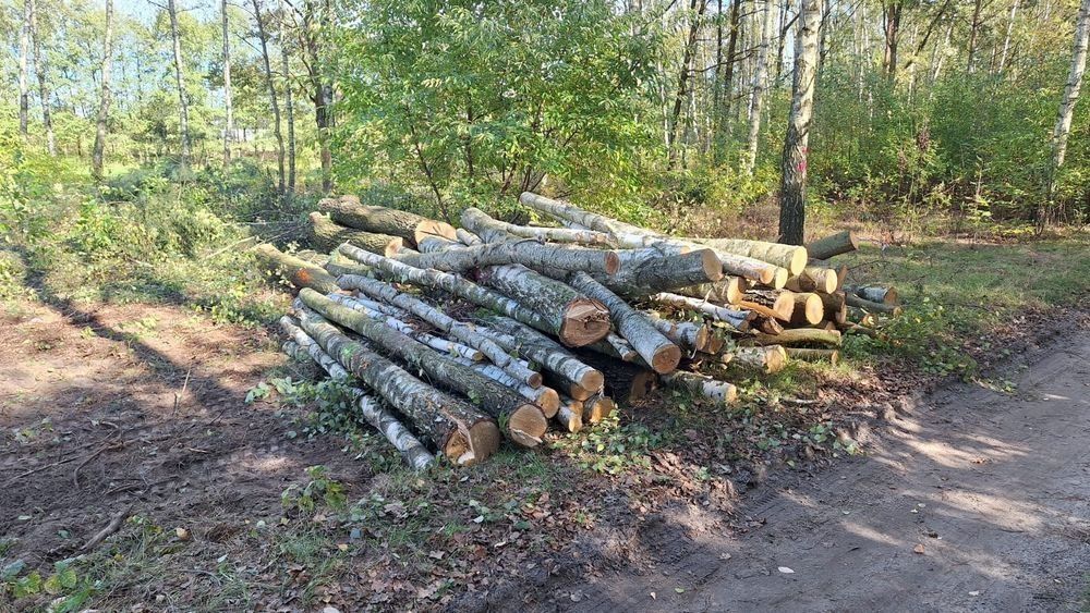Mulczowanie,Wycinki drzew,Mulczer Leśny Wgłębny,Koparka gąsienicowa