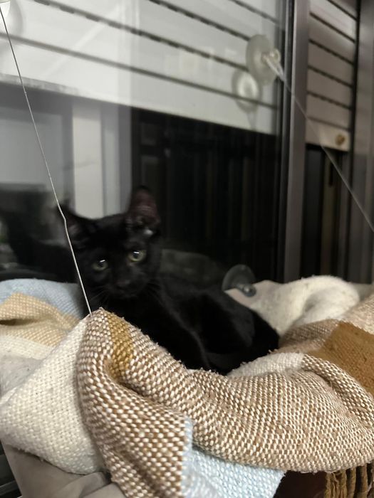 Gatinho bebé a dar