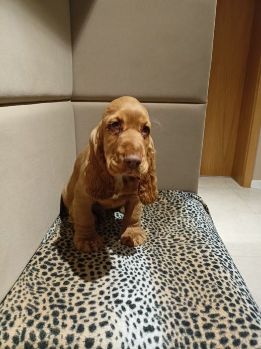 Piesek Cocker Spaniel Angielski