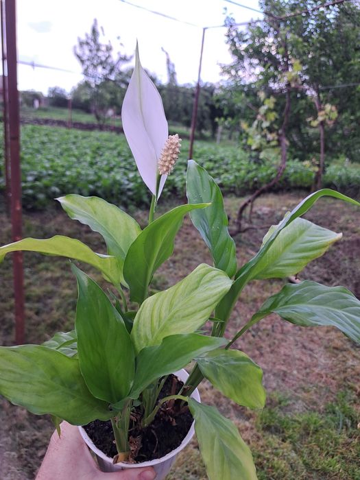 Продаю вазон жіноче щастя