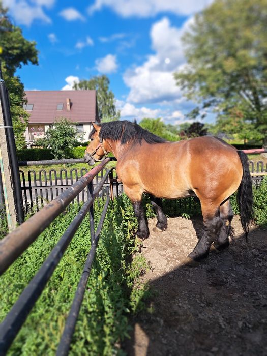 Sprzedam  ogiera zimnokrwistego