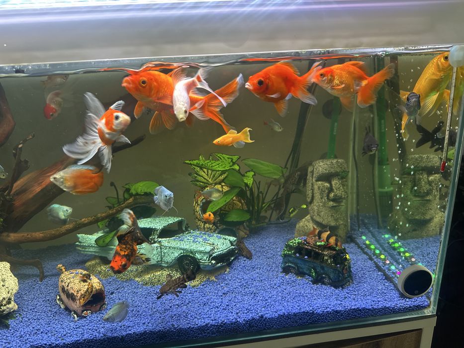 6 Peixes agua fria