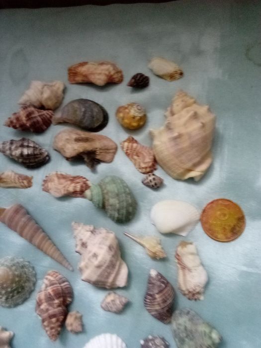 Ракушки пропоную.