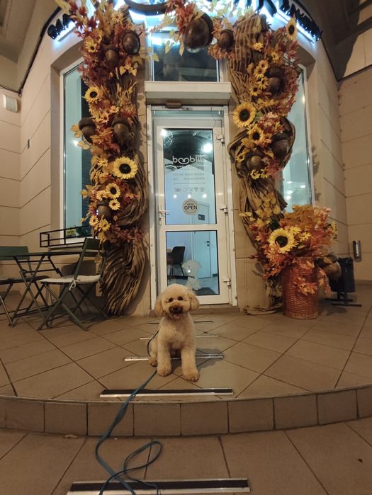 Кінолог, дресирування собак