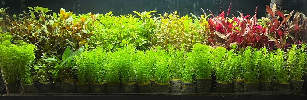 Rośliny w Koszyczkach do akwarium- 6 szt