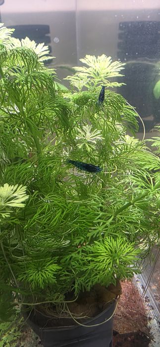 Neocaridina Blue Dream - High Grade.