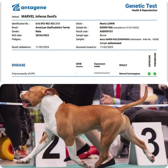 Fado - stud dog - American Staffordshire Terrier