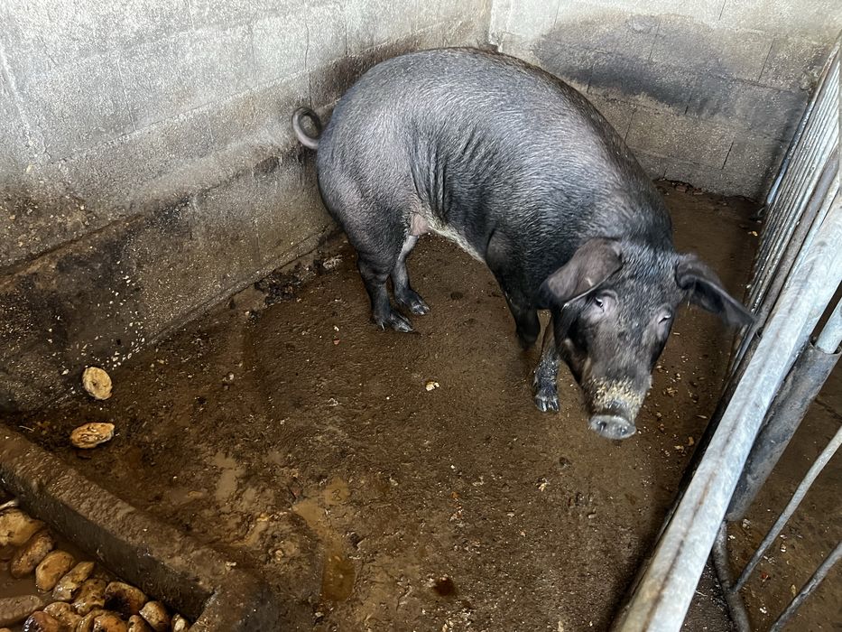 Duroc porco 1 macho 2 femeas