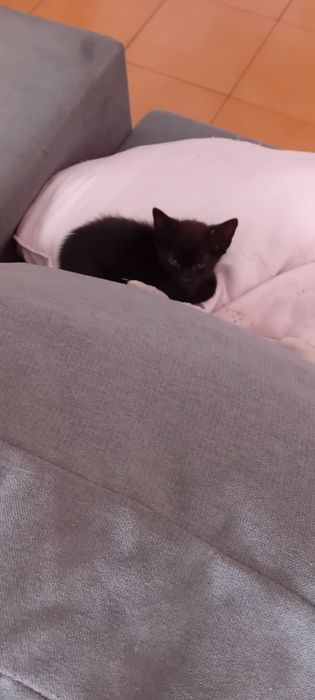Animais  gatos adoção