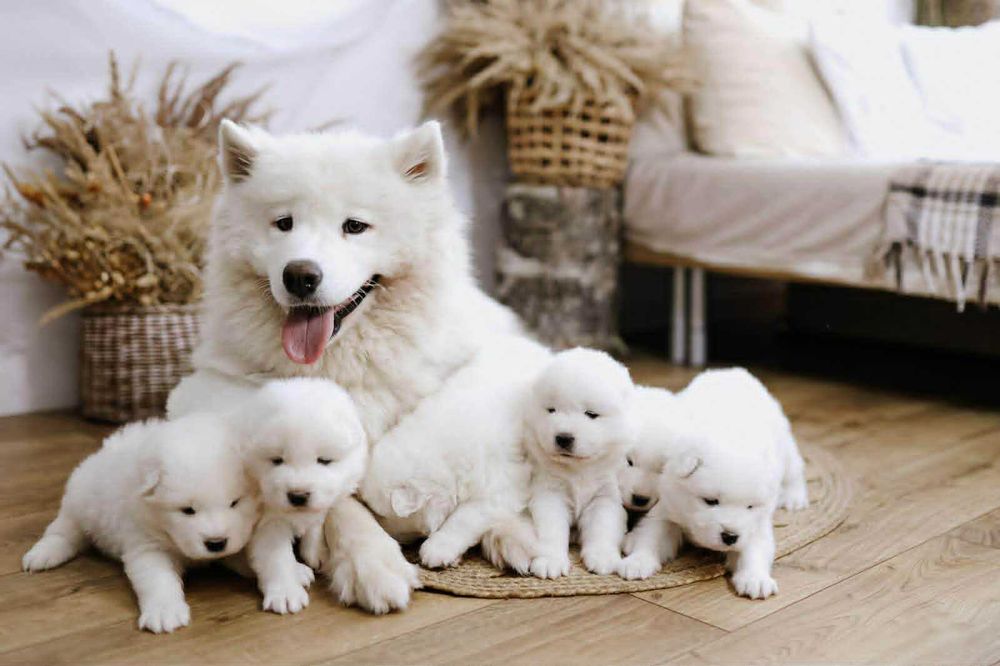 Samoyed piesek