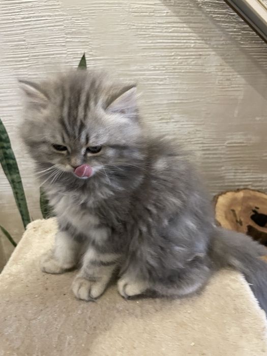 Милейший красавчик!