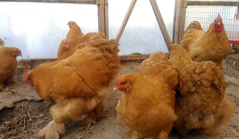 Продам кур породы Кохинхин палевый