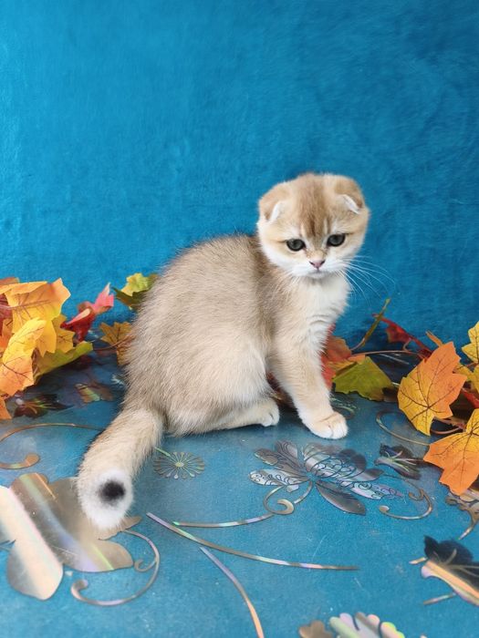 Шотландські завуальовані кошенята
