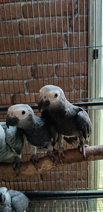 Casal de Papagaios psittacus timneh