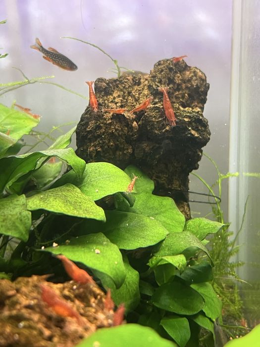 Camaroes red cherry