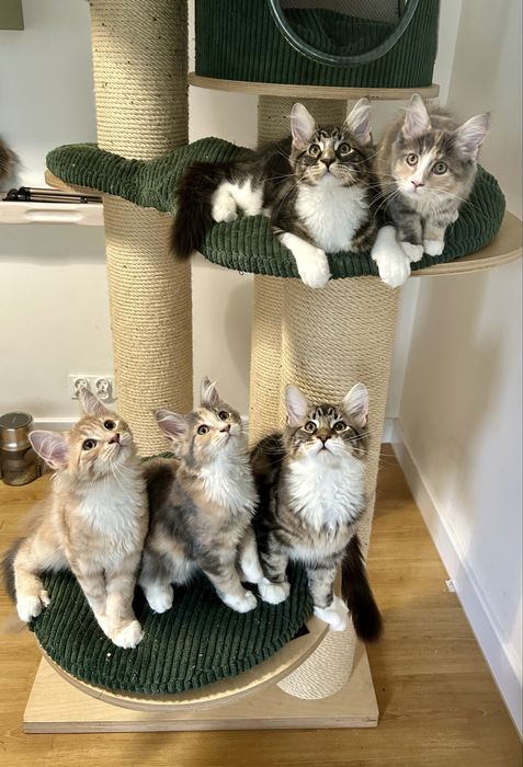 Maine Coon pręgowane różne kolory piąty miot srebrne, czarne, beżowe