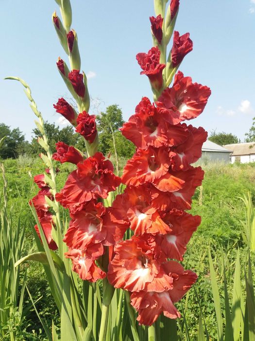 Продам цибулини гладіолусів