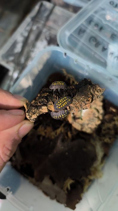 Isopodes Armadillidium granulatum
