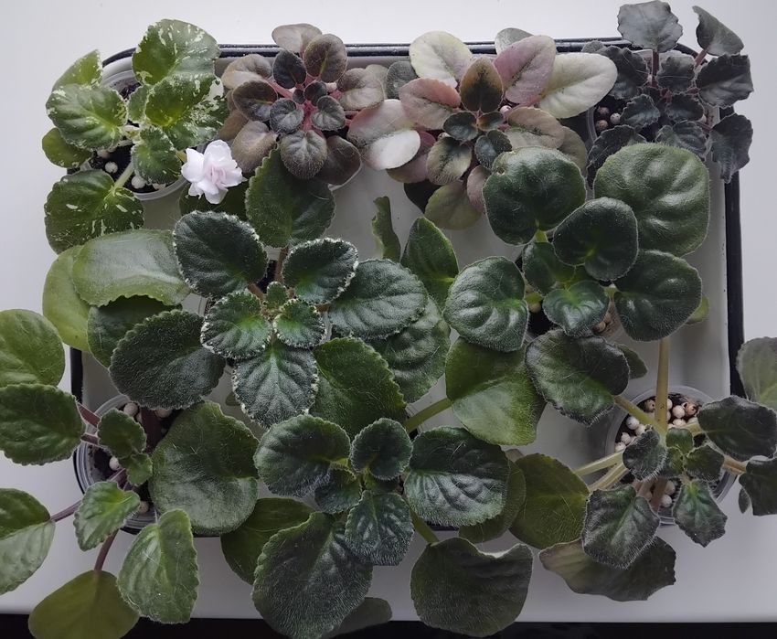 Продам  фіалки,по 45 грн