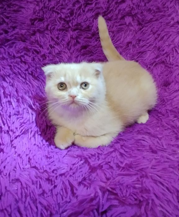 Шотландська скоттіш фолд дівчинка