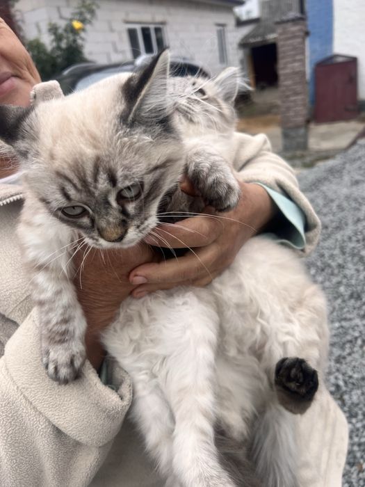 Котики в хороші руки