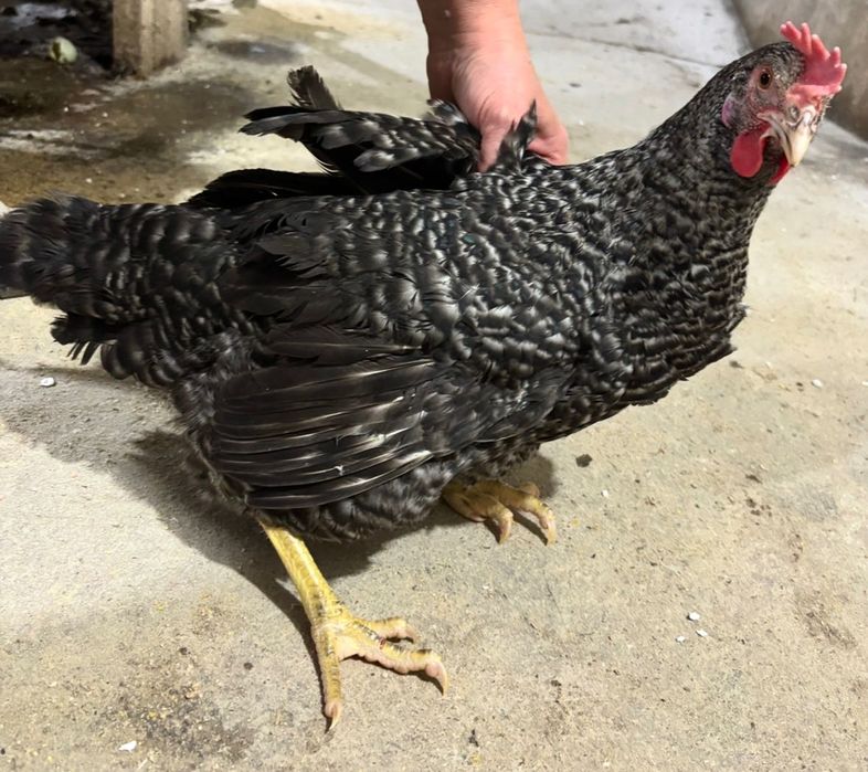 Кури несушки та яйця на продаж