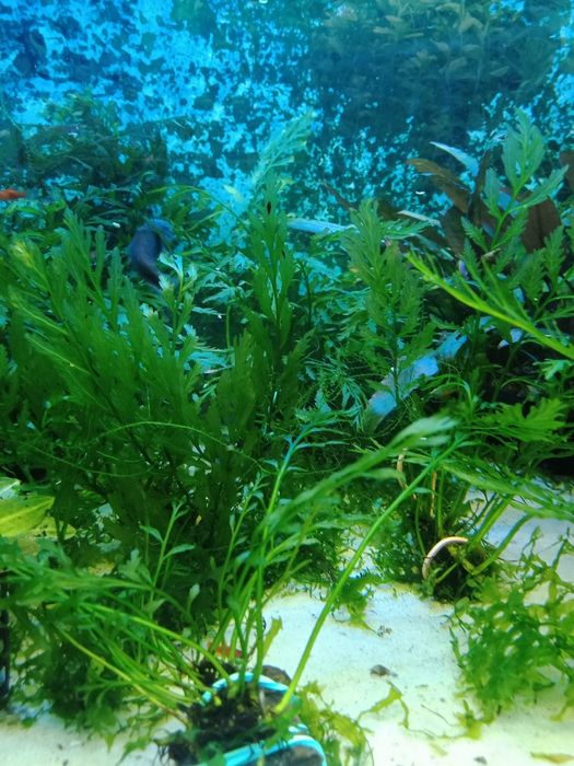 Bolbitis Heudelofii paproć wodna roślina akwariowa od 10zł