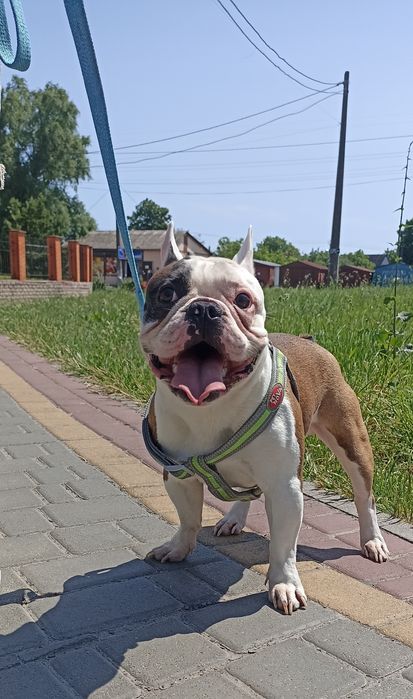 Кінолог Дресирування Виховання собак