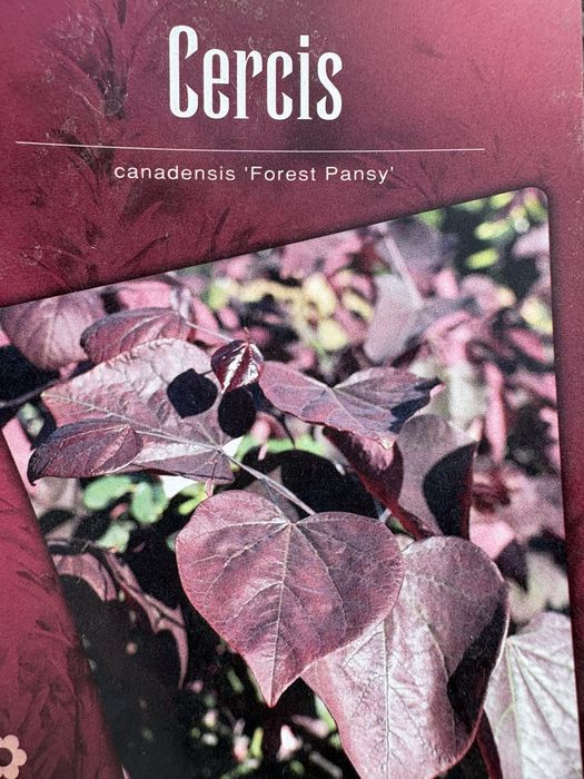 Judaszowiec (Cercis canadensis forest pansy)