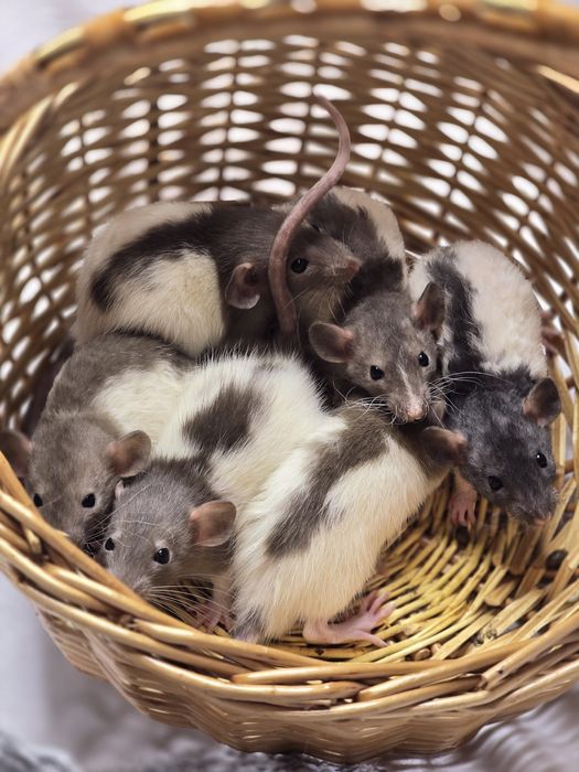Ручные крысята дамбо. Есть доставка, клетки. Домашние ручные крысы, кр